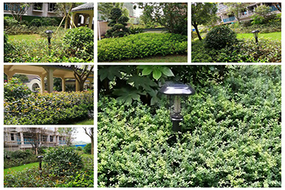 小區滅蚊燈綠化帶應用效果